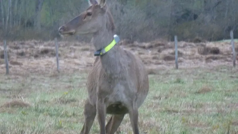 Jura : une biche capturée en 2013 et prélevée 8 ans après quasiment au même endroit