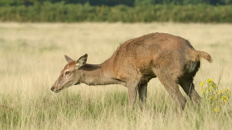 Une pétition signée presque 100 000 personnes pour sanctionner des chasseurs