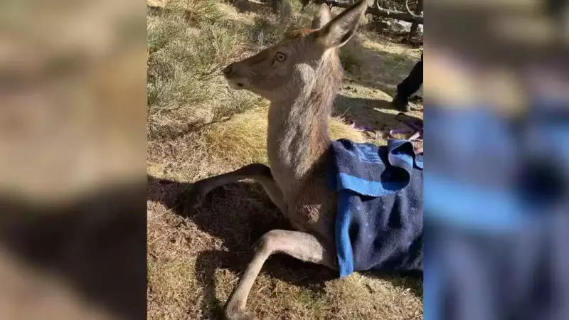 biche sauvée lac gelé de Bolquère