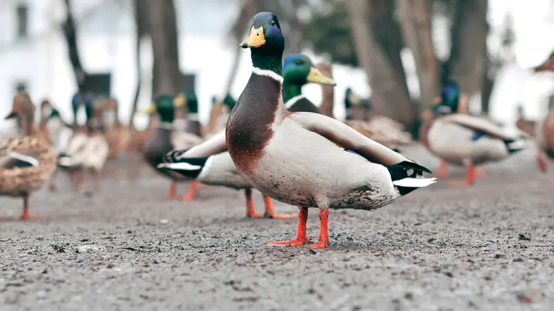 Un carburant à base de graisse de canard ?