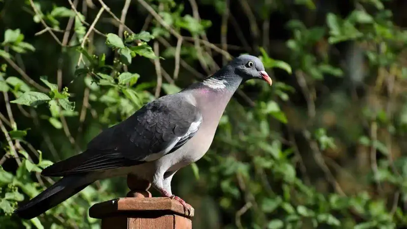 Pigeon cimetière de Blois