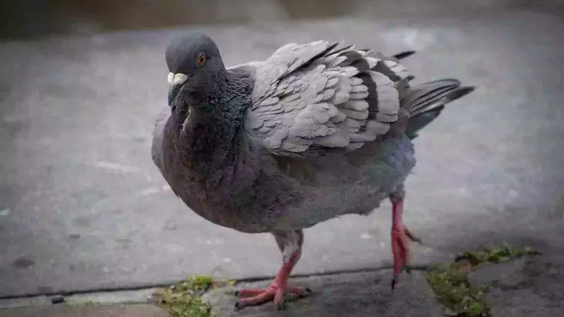 chasseur de pigeons en Dordogne