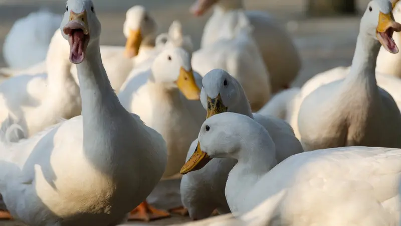 début de la vaccination contre la grippe aviaire