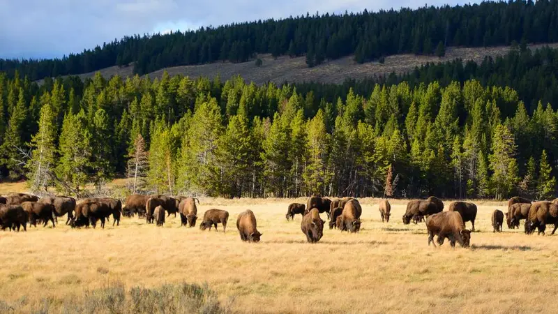 Yellowstone : 900 bisons vont devoir être régulés, faute de prédateurs naturels