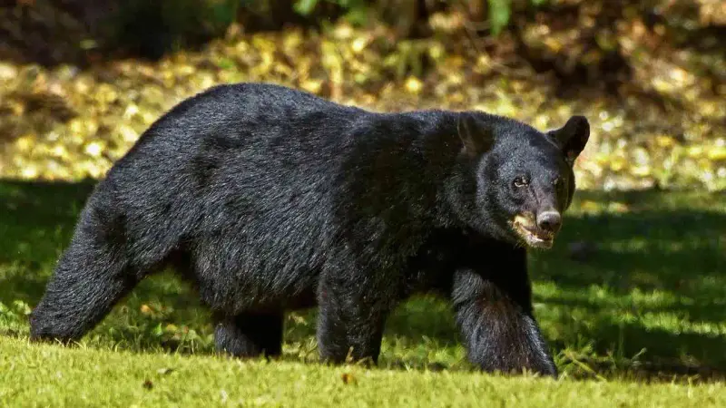 Ours noir