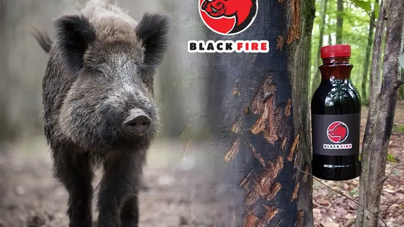 Black Fire : un nouvel attractif à sanglier venu de l’Est