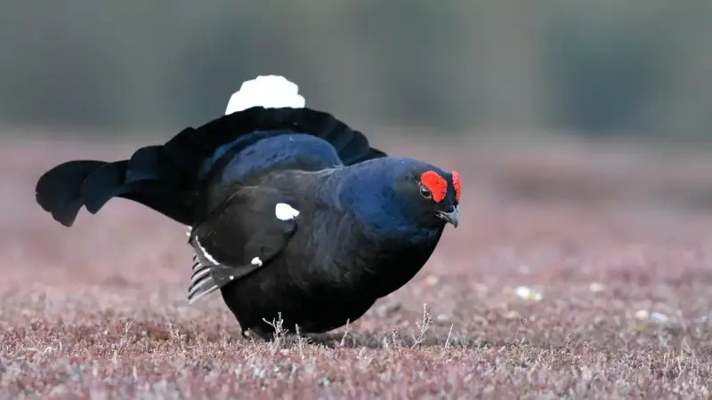 La chasse des galliformes interdite par le tribunal dans les Alpes-du-Sud