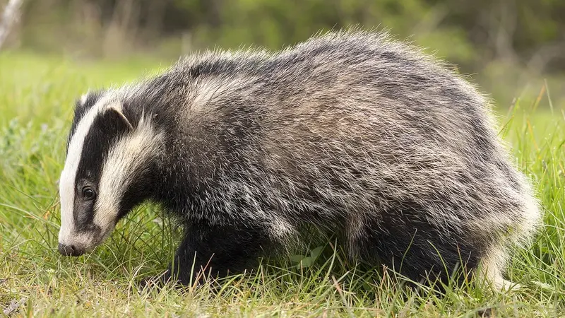 Normandie : une famille de blaireaux fait s’effondrer une route