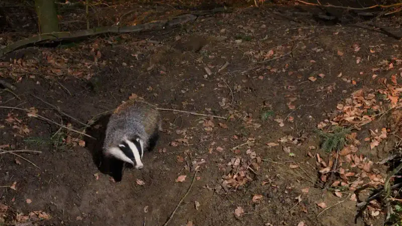 Aveyron : le nouvel arrêté sur la chasse au blaireau a été suspendu
