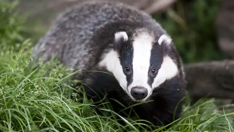 L’association Indre Nature s’oppose à l’arrêté autorisant la chasse du blaireau en juin