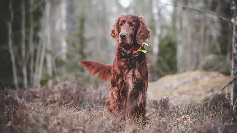 Chien de chasse blessé : les erreurs à éviter et les gestes qui sauvent