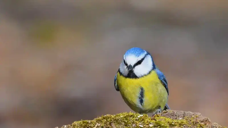 Mésange bleue