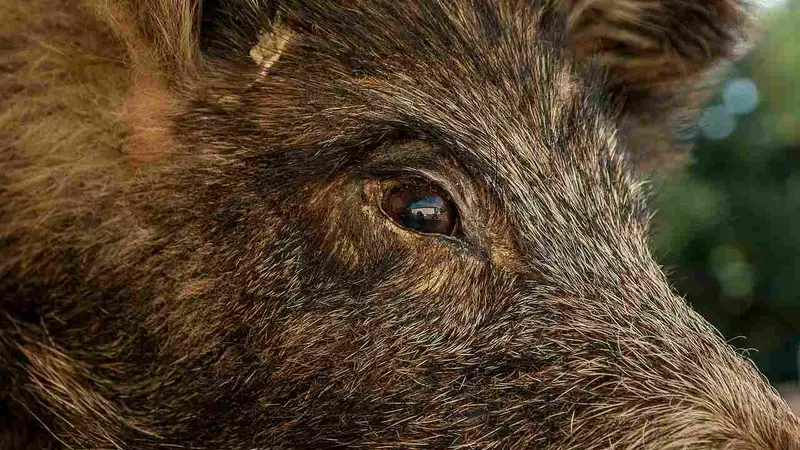 Un sanglier de cent kilos blesse deux chasseurs en Dordogne