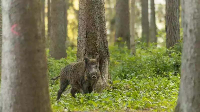 gestion des sangliers dans la nièvre