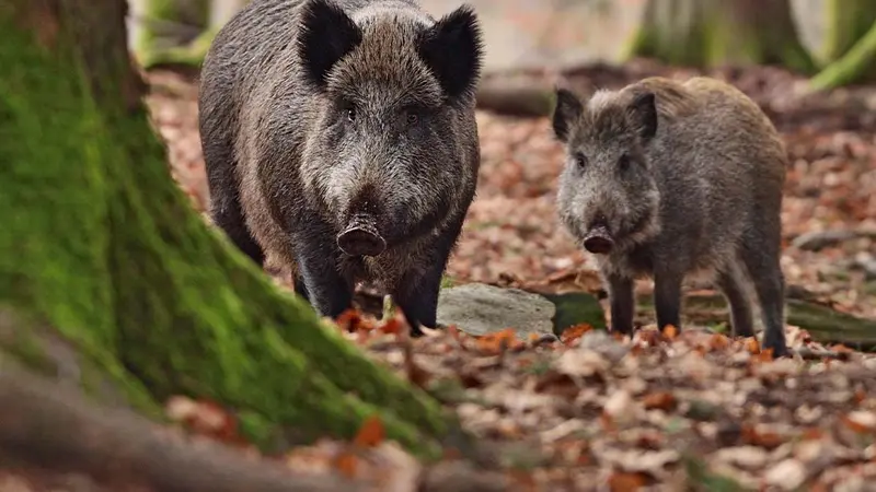 Seine-et-Marne : Les chasseurs appelés au secours pour une battue aux sangliers difficile à organiser