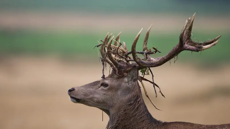 Une étude scientifique demandée par un Sénateur au sujet des cerfs en forêt