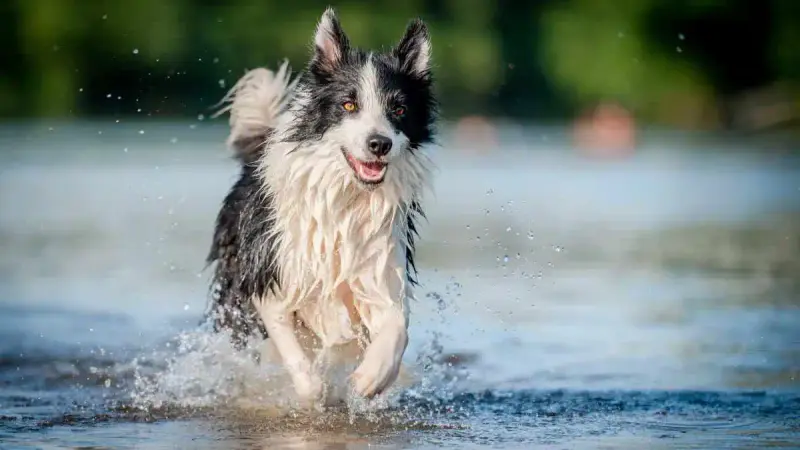 Baignade mortelle pour un chien : les vétérinaires appellent à la prudence