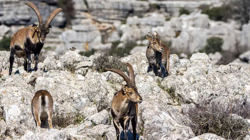 Bouquetins : 8 ans après le 1er lâcher, combien y en a t’il dans les Pyrénées ?