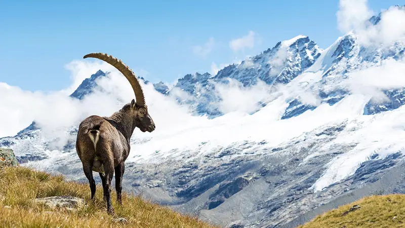 Le canton Vallais ferme la chasse aux bouquetins aux étrangers