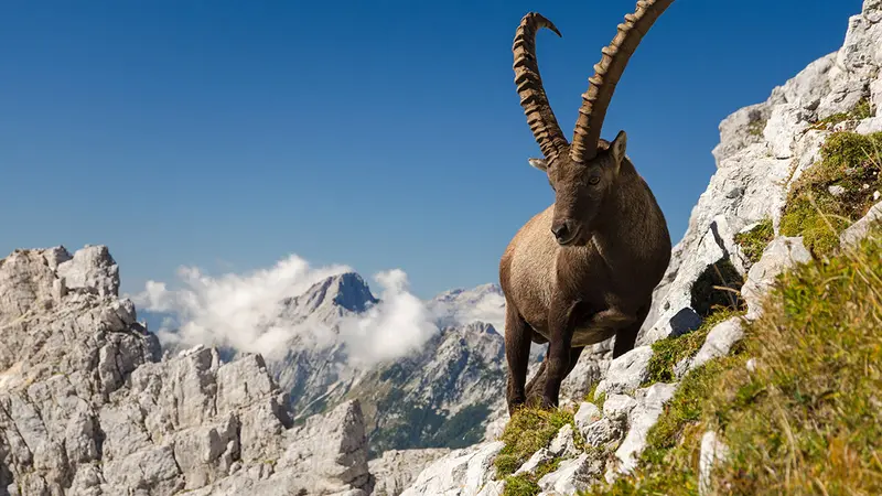 Projet d’arrêté pour l’euthanasie ou la capture des bouquetins du massif de Bargy en vue de constituer un noyau sain