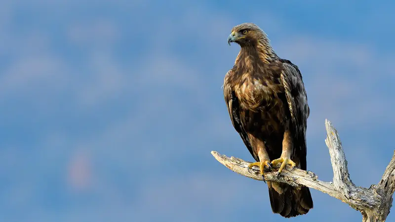 Braconnage d’un aigle royal : la fédération des chasseurs du Tarn partie civile