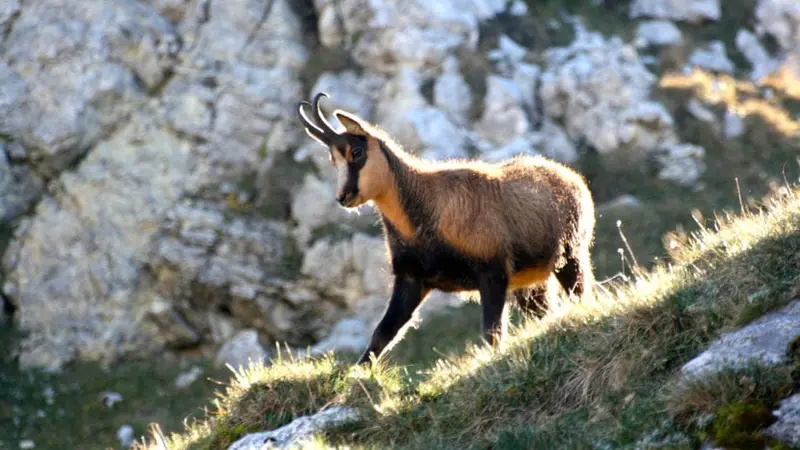 braconnage-chamois