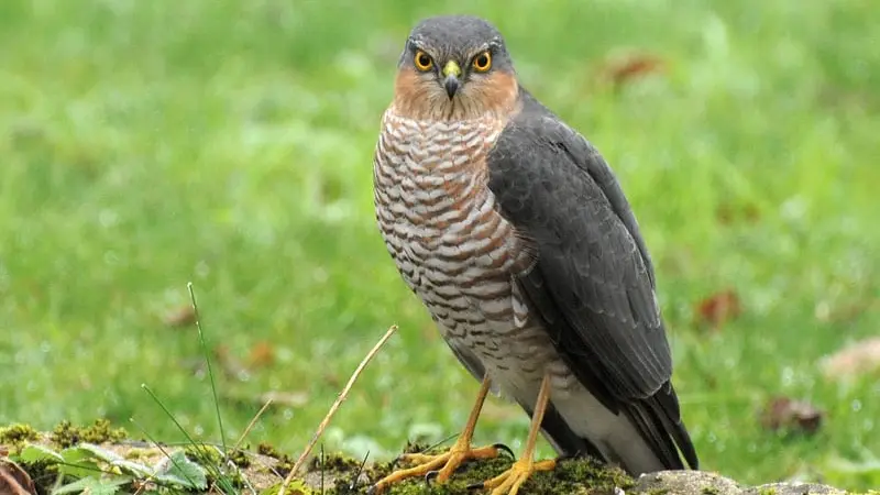 Un chasseur interpellé pour avoir tué un épervier