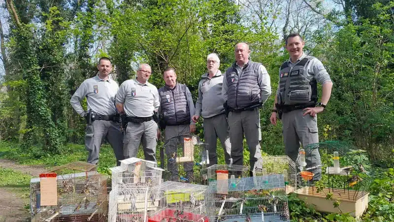 L’OFB saisit 87 oiseaux protégés dans le nord de la France