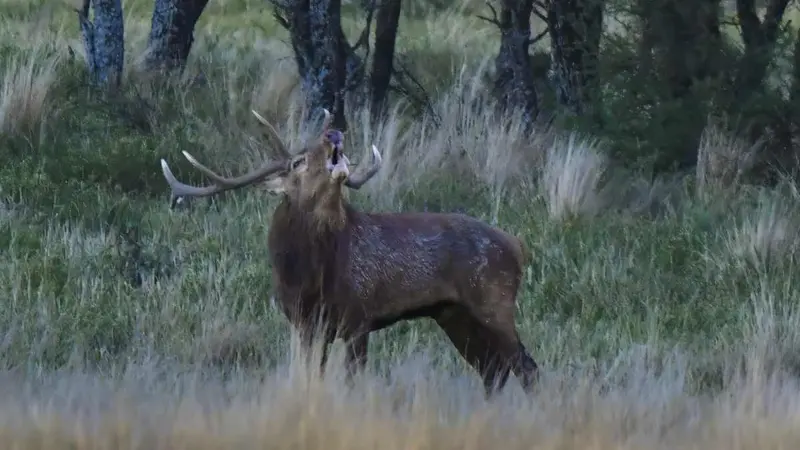 L’ANCGG appelle les chasseurs à vivre l’ouverture du grand gibier avec vigilance, responsabilité et sérénité