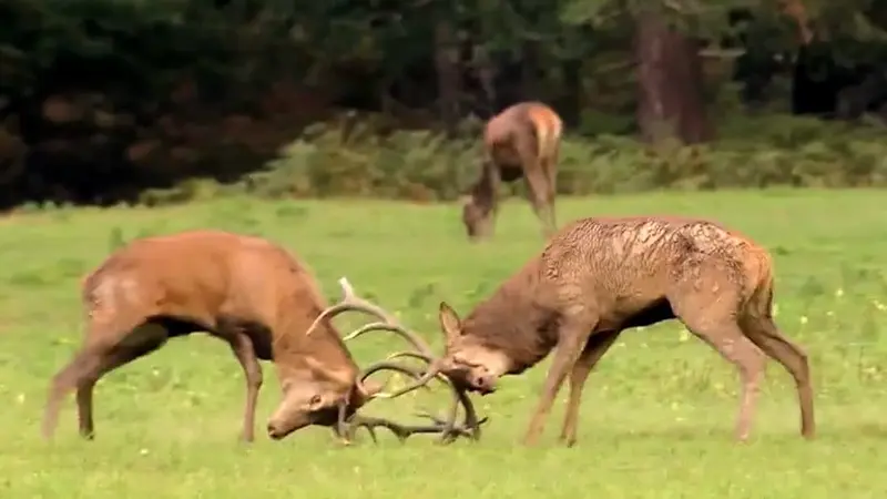 Le brame du cerf à Chambord