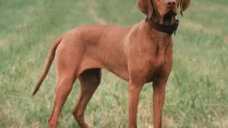 Braque Hongrois (vizla)