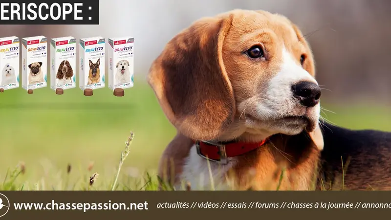 Bravecto, un poison pour votre chien ?