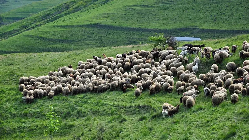 brebis-attaque-ours-ariege