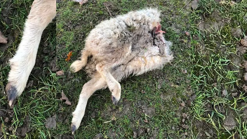 Un éleveur retrouve une brebis coupée en deux, le méfait ne serait pas d’origine animale selon l’OFB