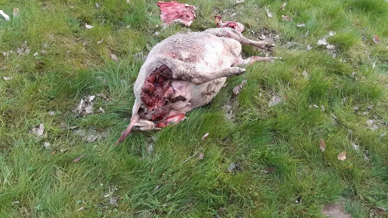 brebis tuée par un loup