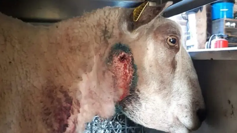 Une brebis mortellement attaquée dans l’Oise, la piste du loup n’est pas écartée