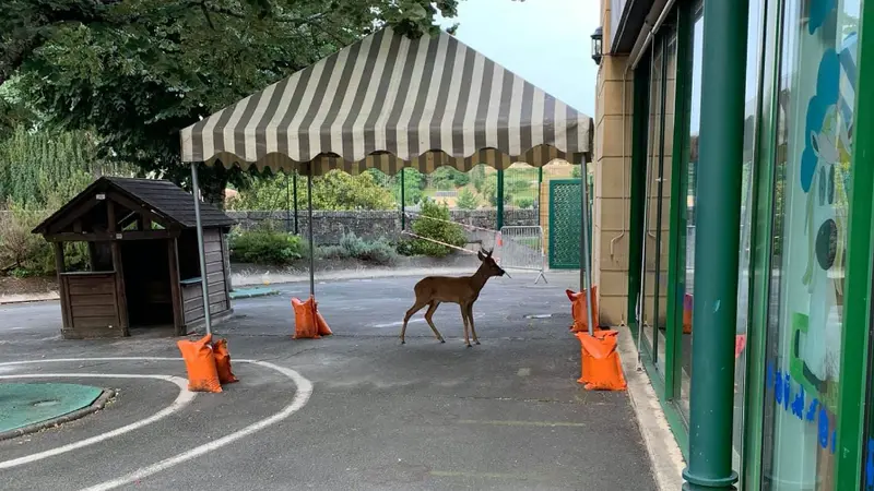 Un brocard a rendu visite aux tout-petits de Sarlat-la-Canèda