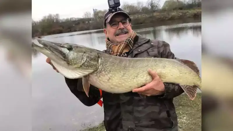 Un brochet impressionnant pêché dans la Moselle