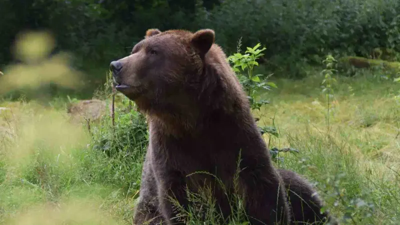 Quotas de prélèvement d'ours en Roumanie