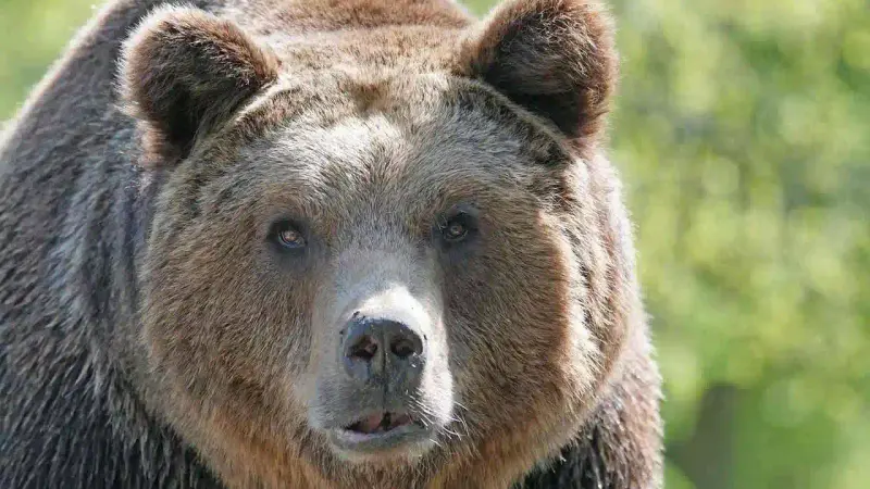 Attaque d'ours à Pol'ana en Slovaquie