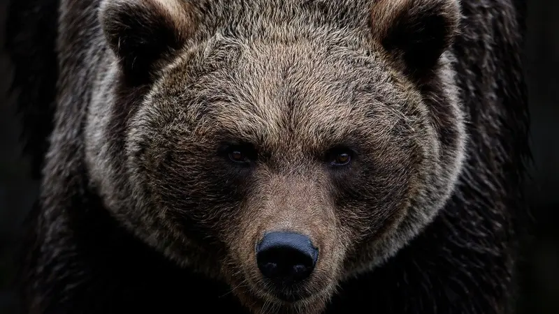 Un défenseur des ours violemment attaqué par l’un d’entre eux pendant le tournage d’un documentaire