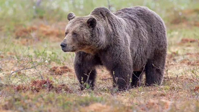 Deux chasseurs poursuivis par un ours dans le Trentin, l’un d’eux a été blessé
