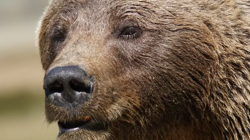 Un ours surpris dans un virage à 200 mètres d’un village en Ariège