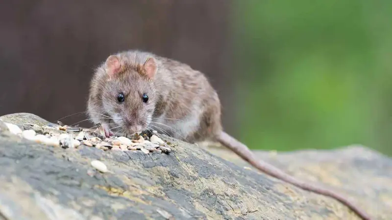 animaux liminaires