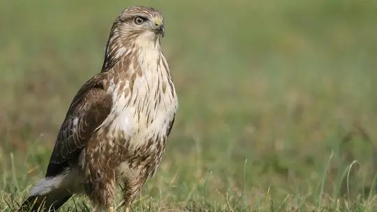 2 rapaces attaquent et blessent sérieusement un joggeur