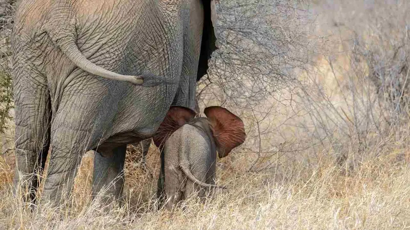 elephants gabon