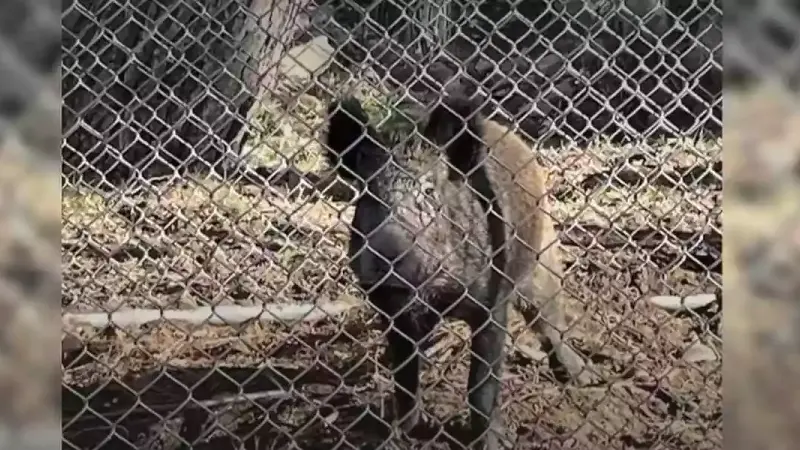 cages à sangliers au JT de France 2