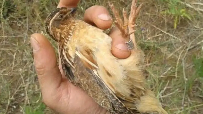 Les Fédérations Départementales des Chasseurs deviennent de véritables productrices de connaissances scientifiques