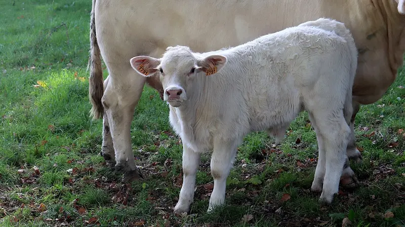 Un éleveur en colère dépose la carcasse d’un veau dévoré face à la sous-préfecture de Vichy