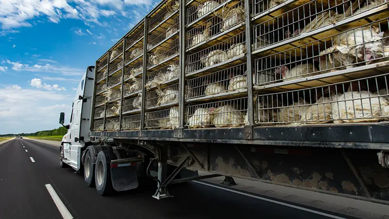 Un homme renverse son camion en voulant éviter un chevreuil, ses 6000 poules s’échappent